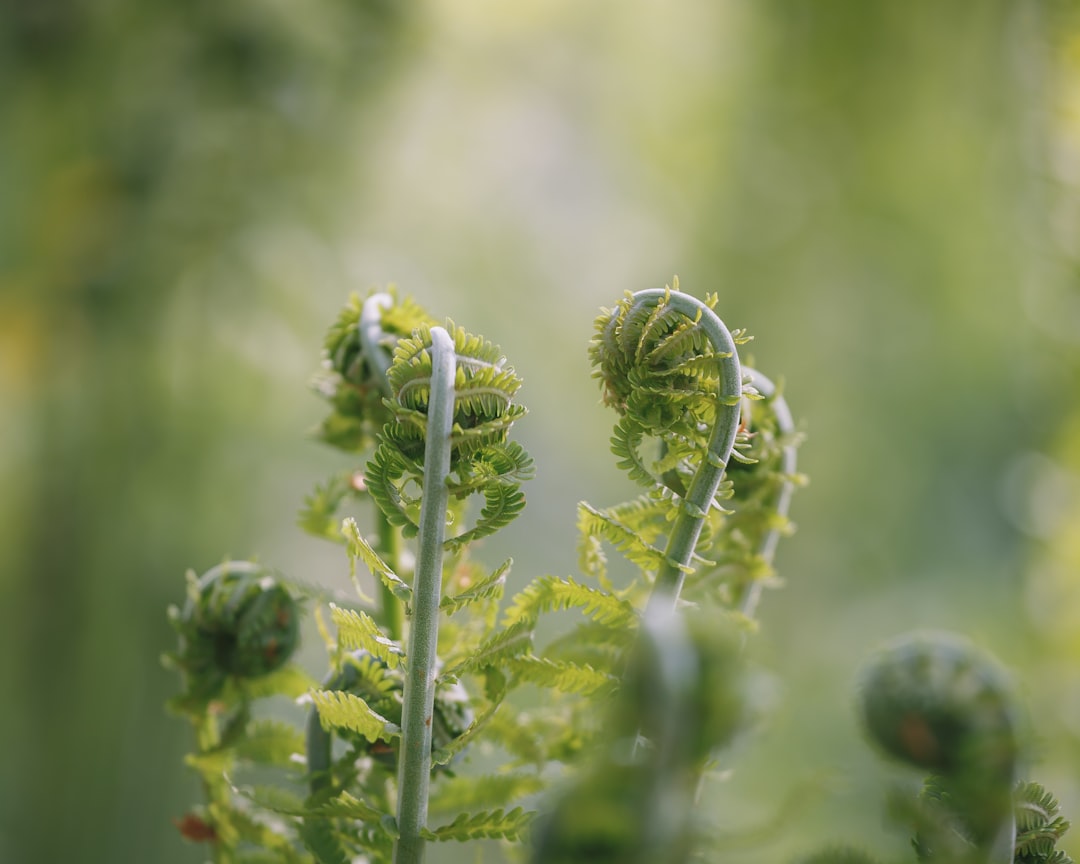Photo Fern fronds