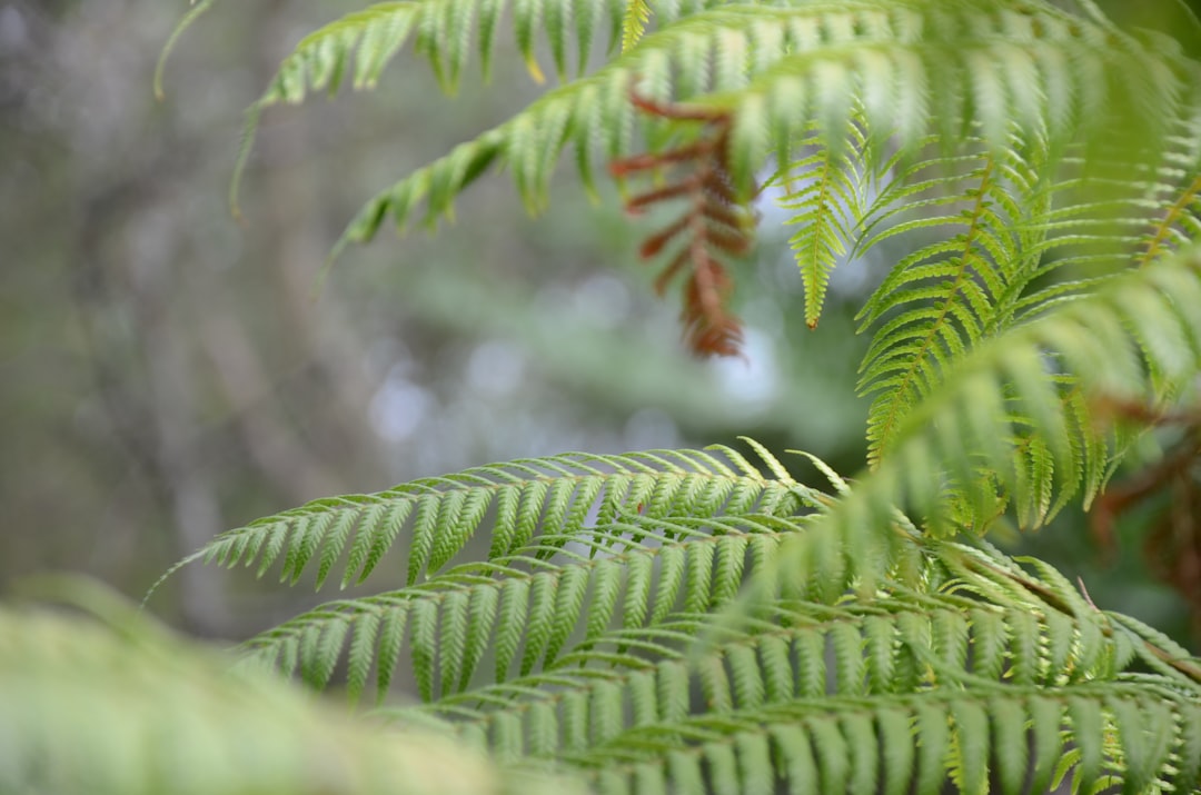 Photo Fern fronds