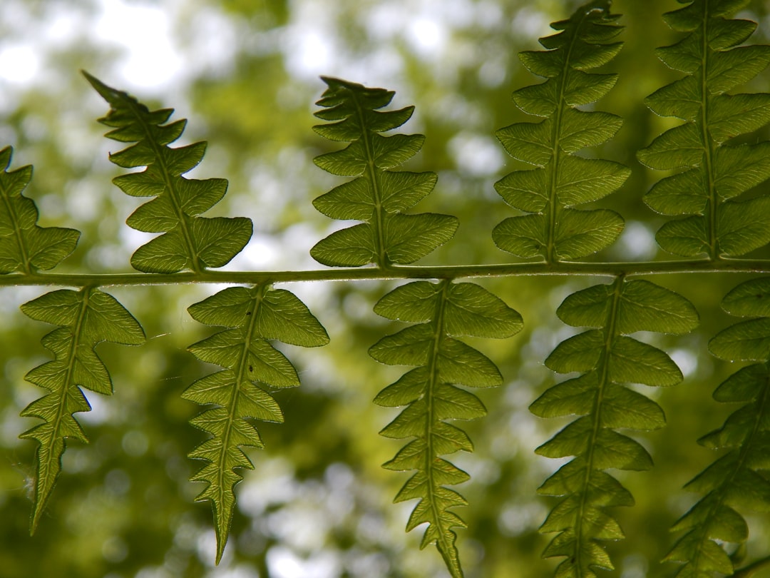 Photo Fern fronds