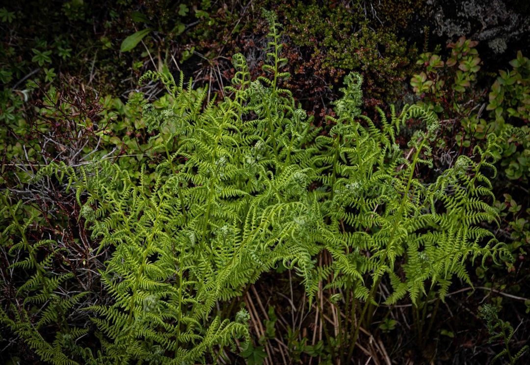 Photo Fern fronds
