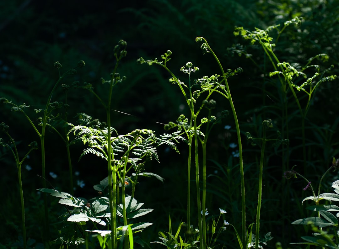 Photo Fern plant