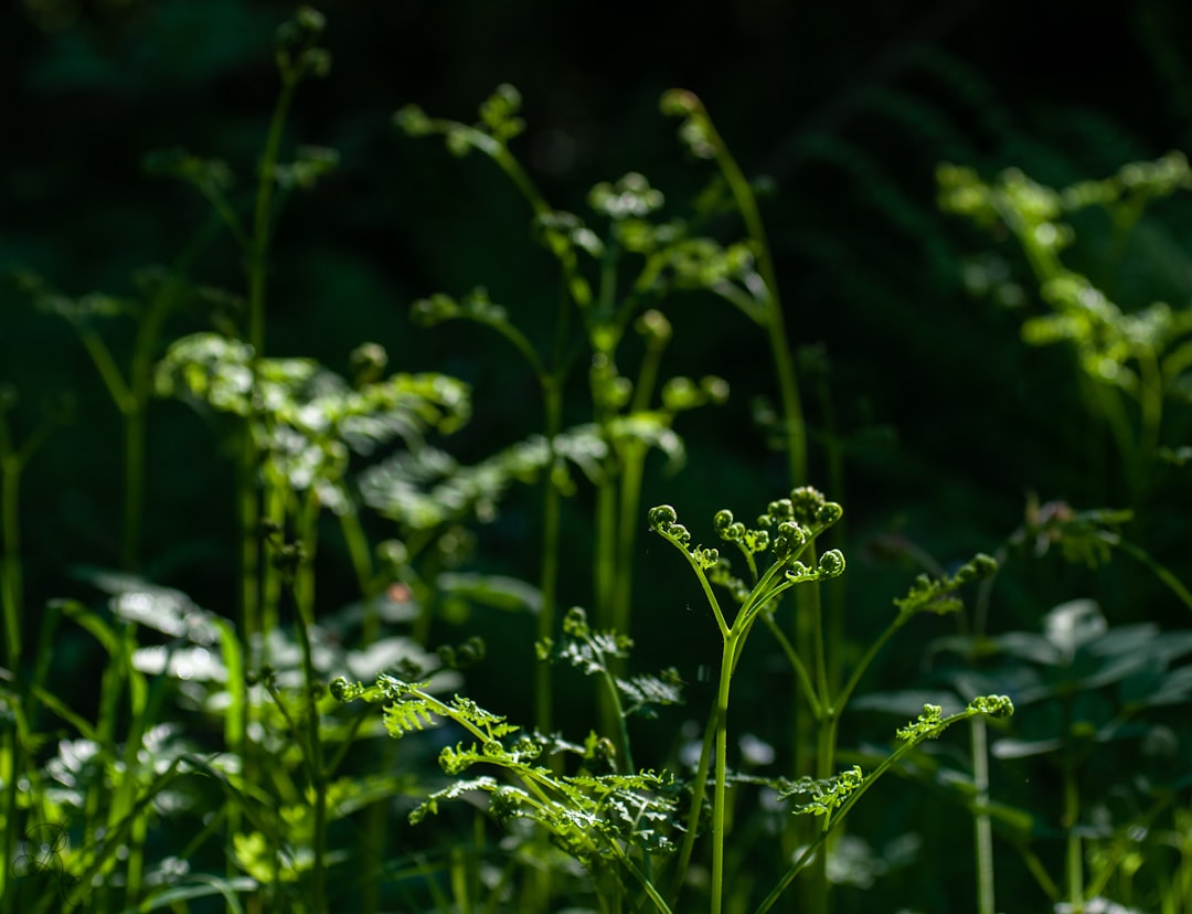 Photo Fern plant