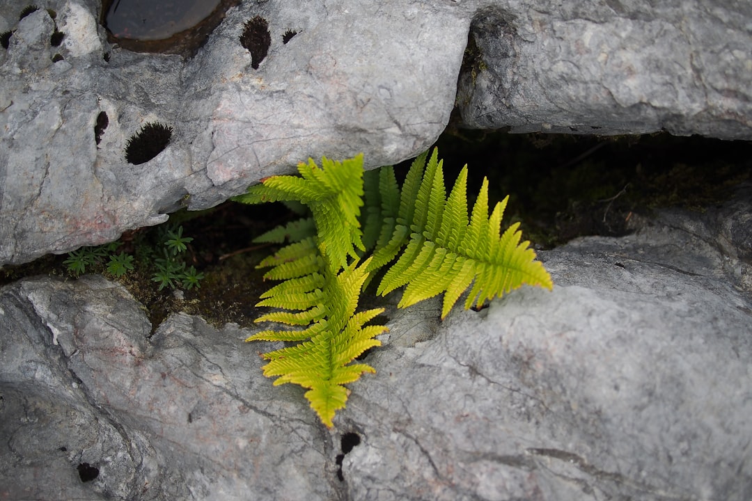 Photo Fern fronds