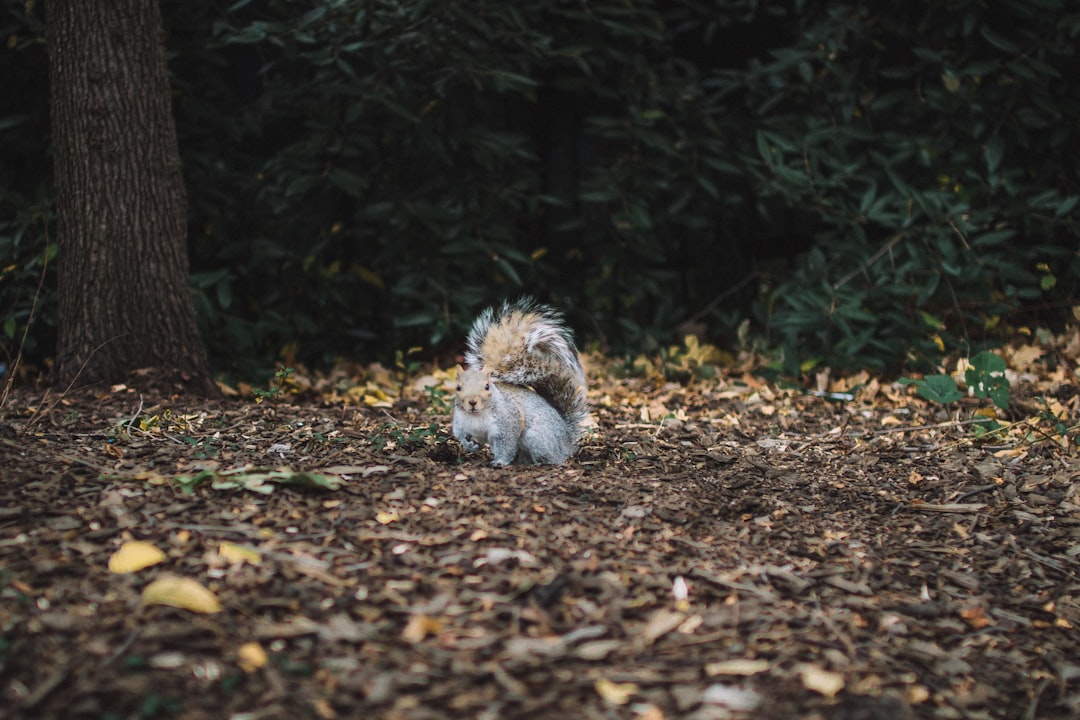 Photo Forest floor