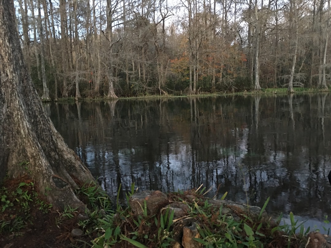 Photo Marsh Fern