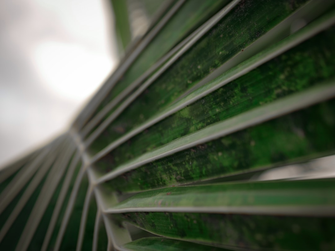 Photo Tree fern
