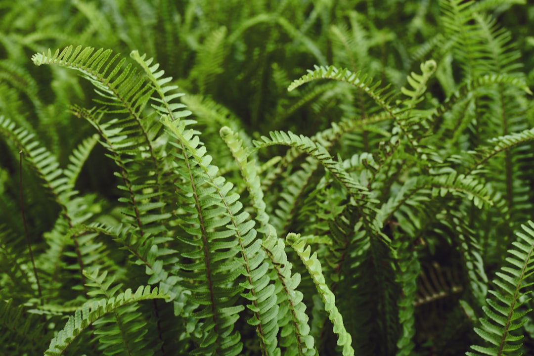 Photo Silver Lady Fern