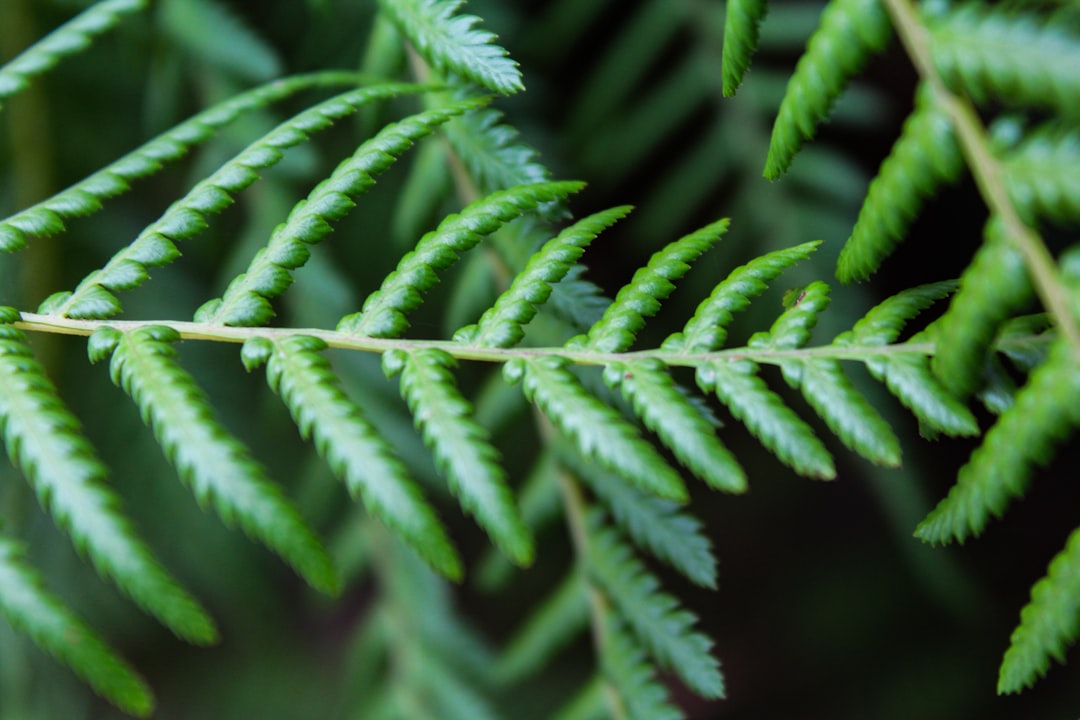 Photo Fern fronds