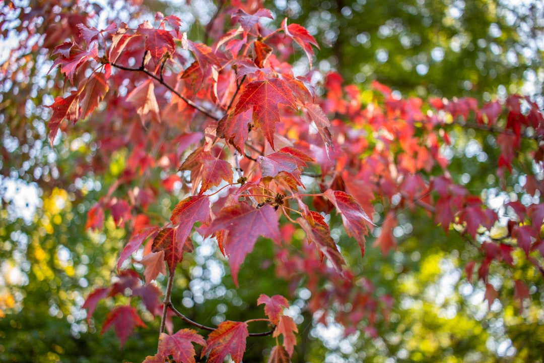 Photo Lush foliage