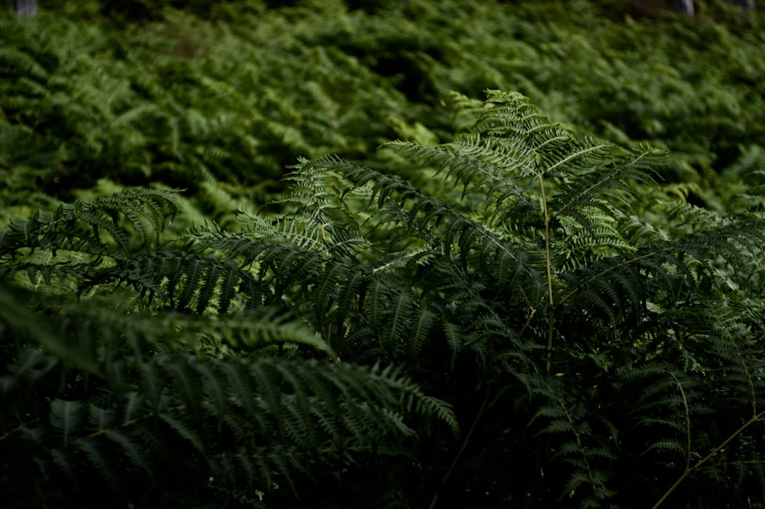 Photo Lush green fern