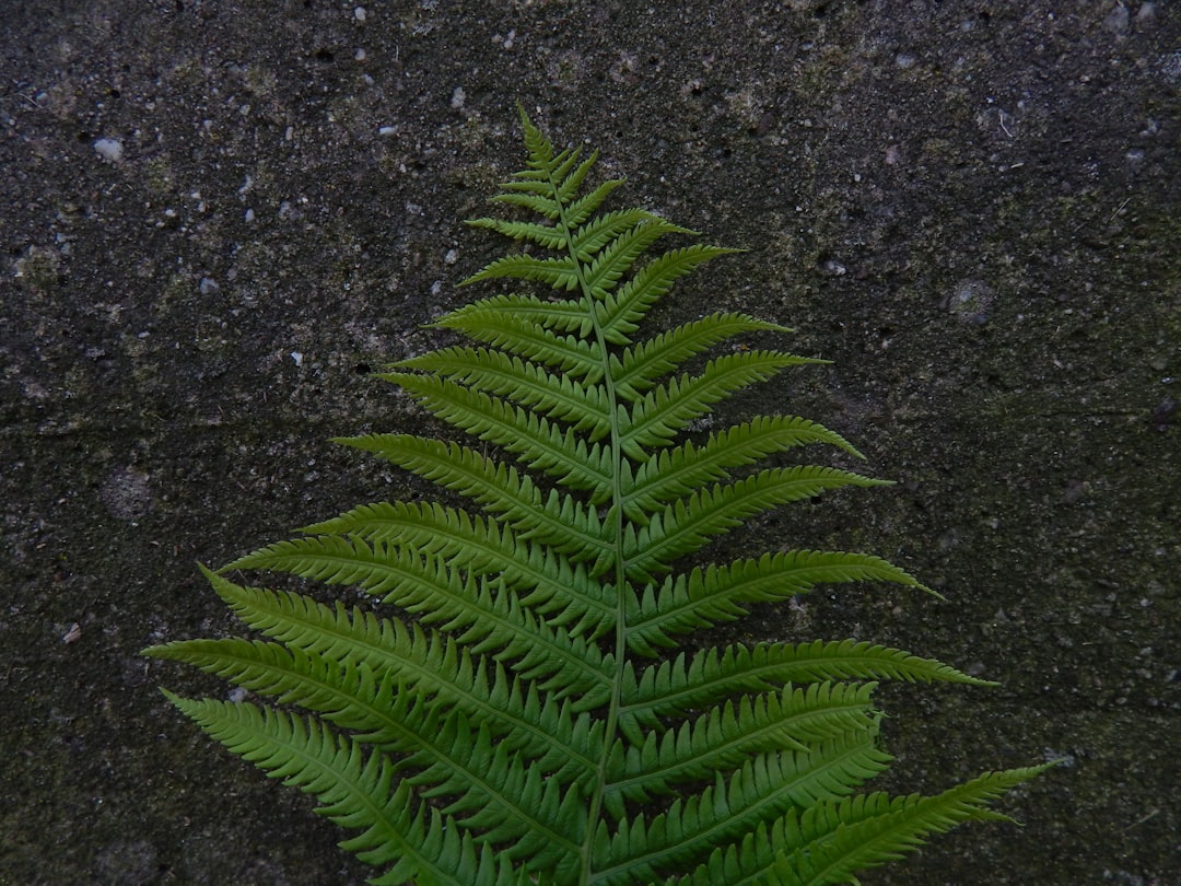 Photo Fern plant