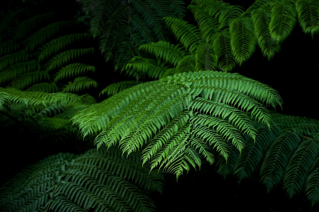 Photo Fern fronds