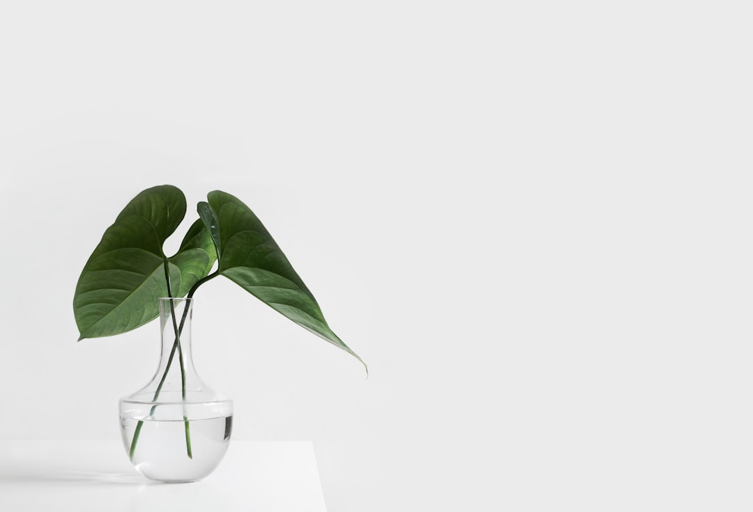 Photo Leaf discoloration