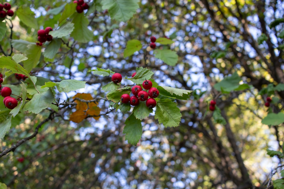 Photo Lush foliage