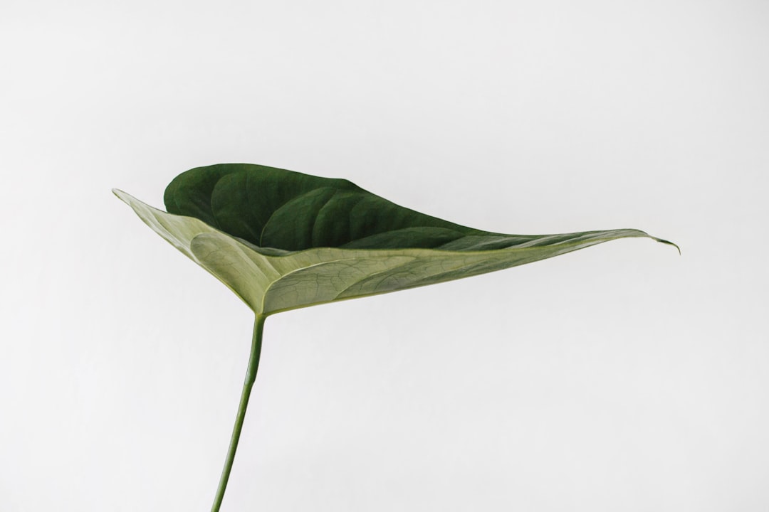Photo Botanical illustration