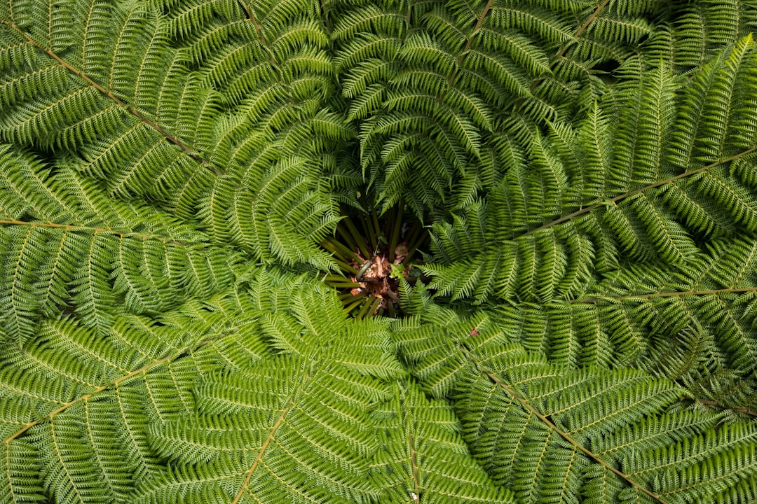 Photo Green fronds