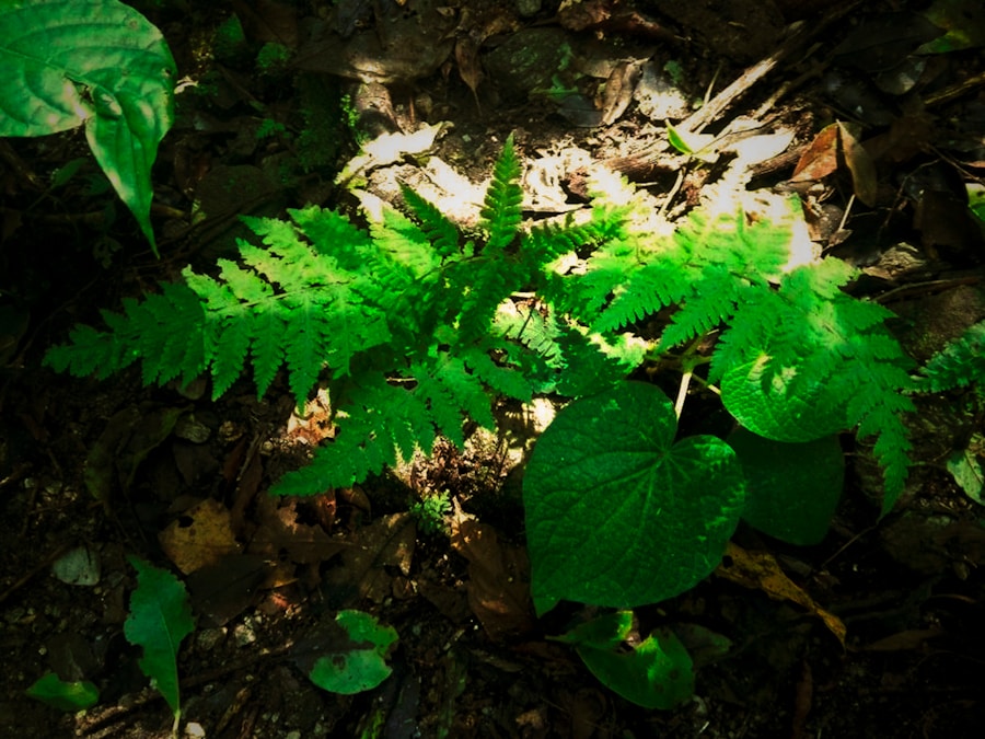 Photo Trichomanes speciosum (Killarney Fern)