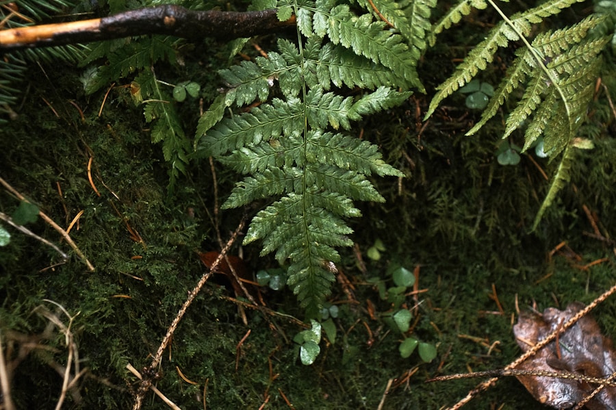 Photo Woodwardia radicans (European Chain Fern)