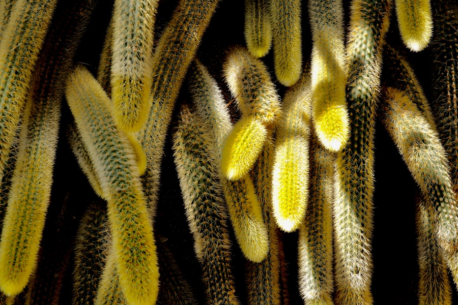Photo Microsorum scolopendrium (Kangaroo Paw Fern)