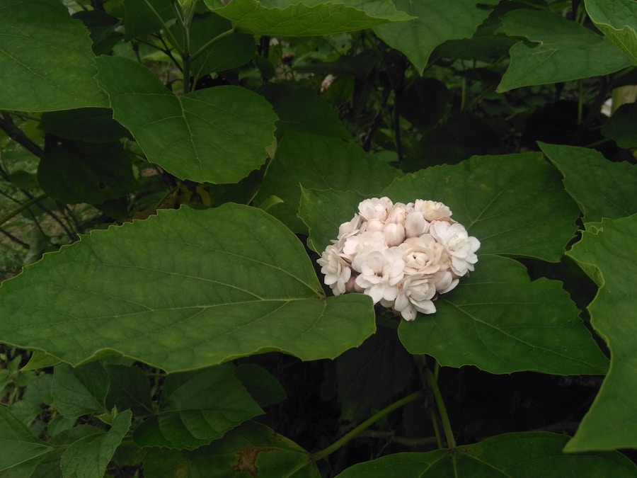 Discovering the Beauty of Cyrtomium macrophyllum