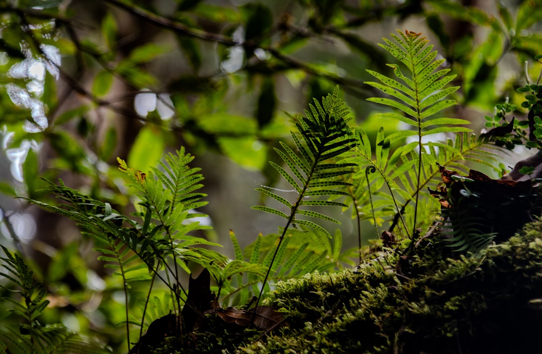 Photo Fern fronds