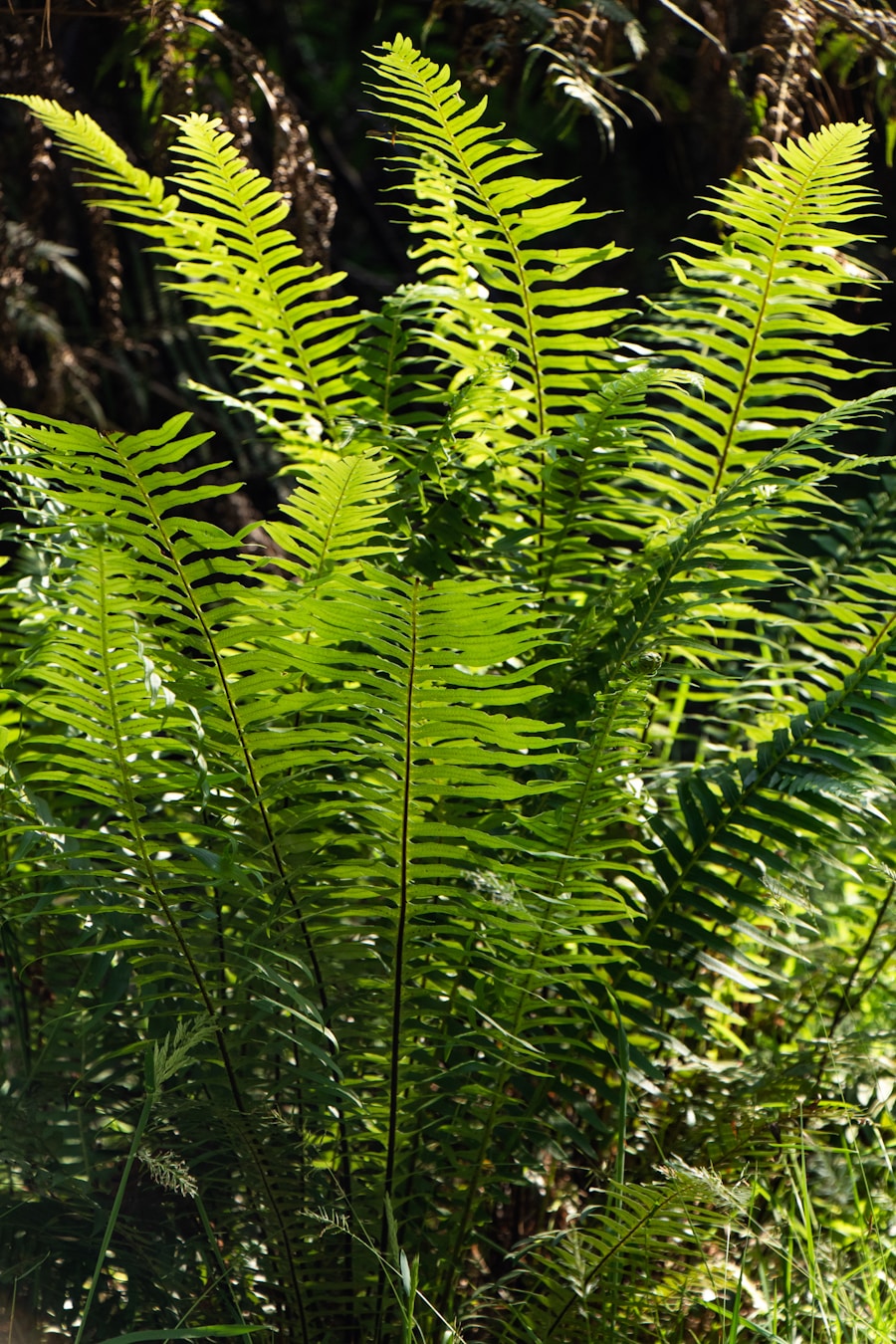 Photo Woodwardia fimbriata (Giant Chain Fern)