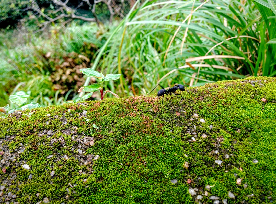 Exploring the Beauty of Deparia acrostichoides