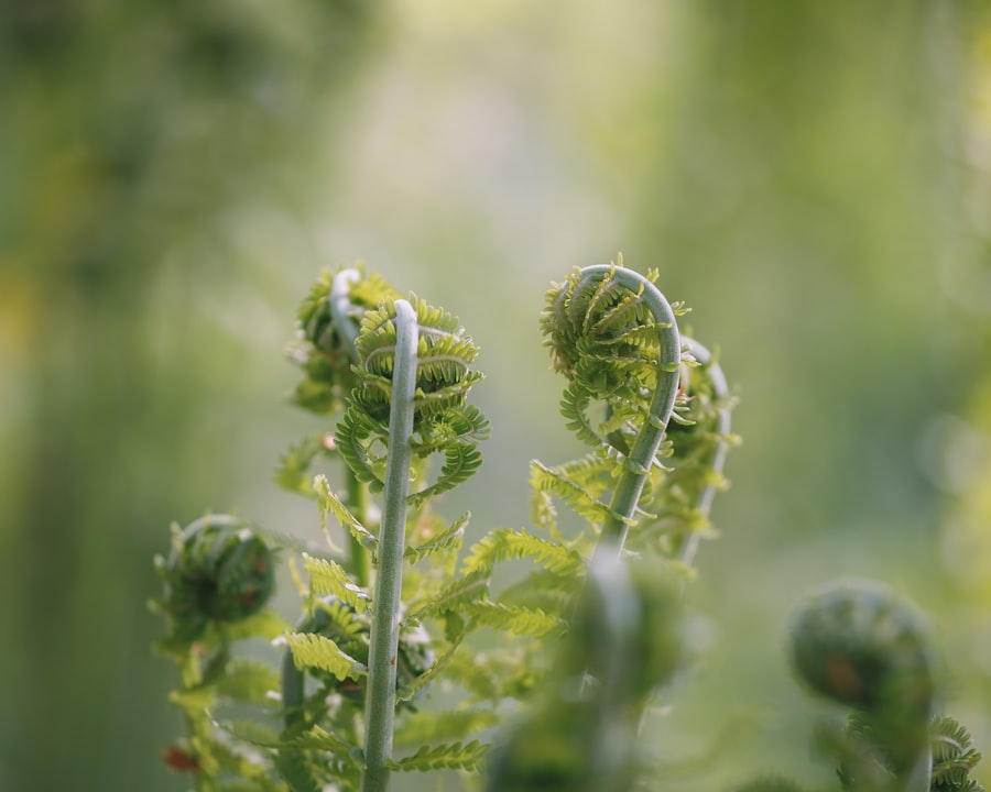 Fern fronds