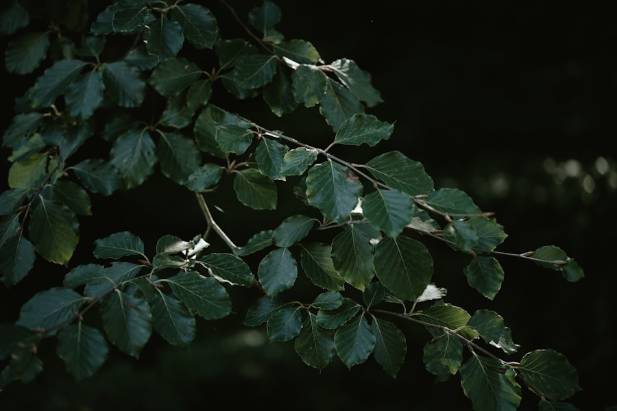 Photo Lush foliage