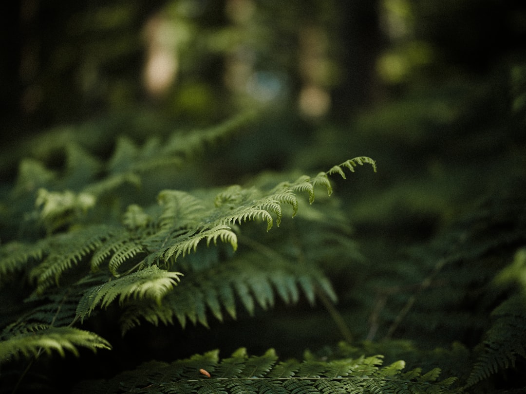 Exploring the Benefits of Polypodium scouleri