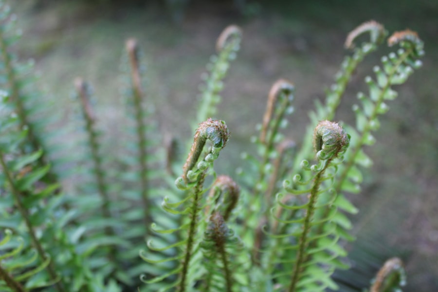 Photo Fern fronds