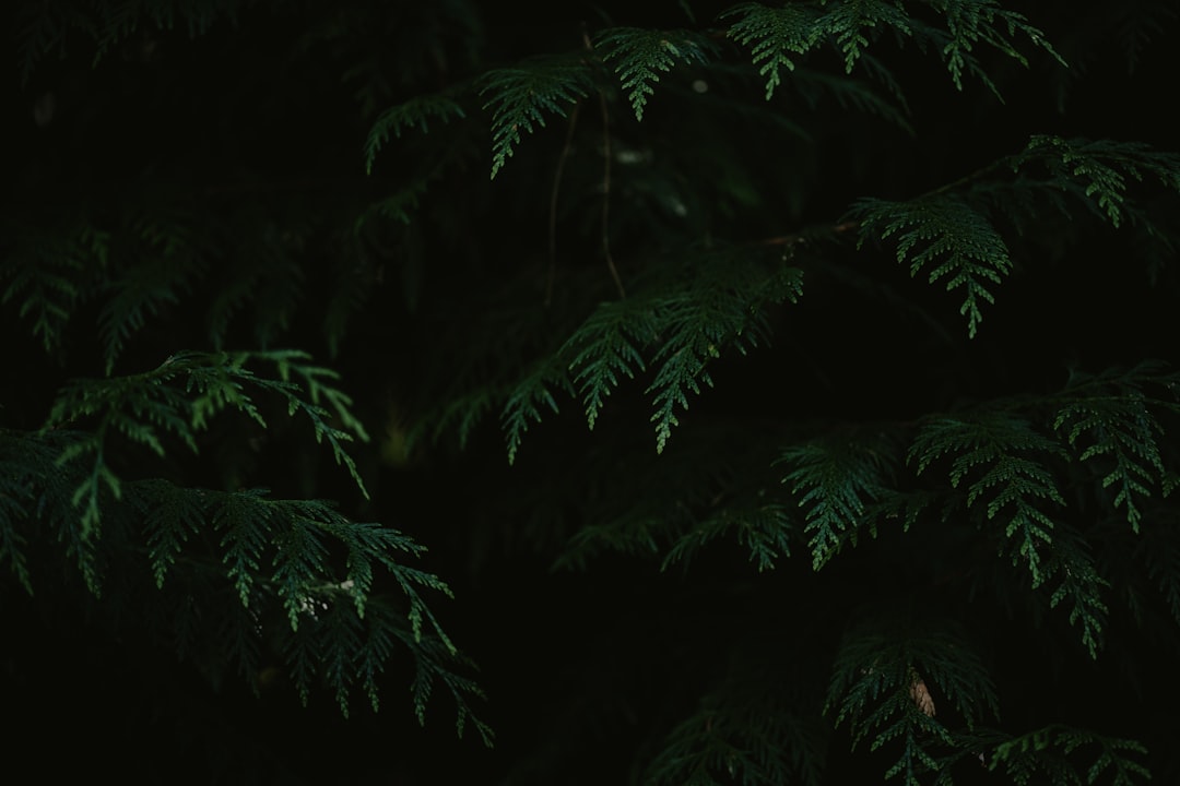 Exploring the Beauty of Polystichum tsus-simense: The Korean Rock Fern