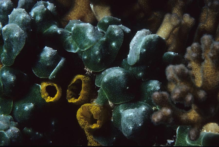 Lycopodium complanatum