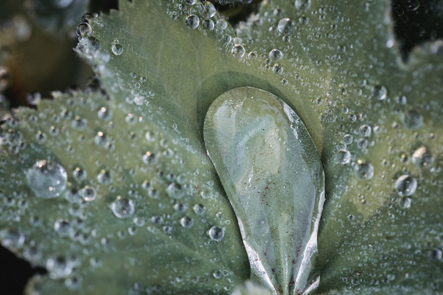 Lycopodium selago
