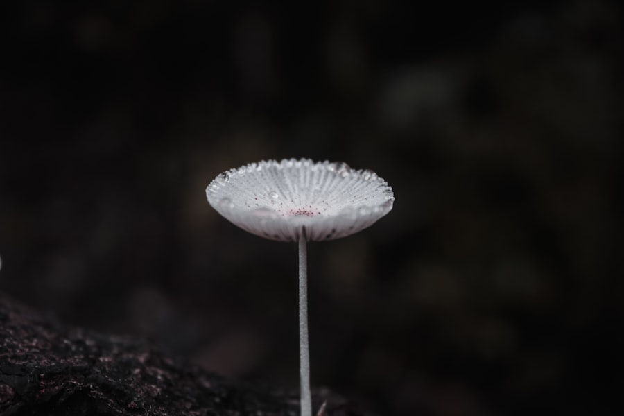 Lycopodium digitatum