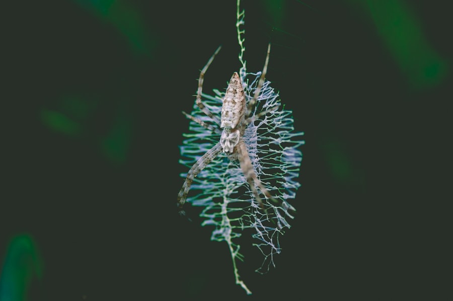 Photo Lycopodium digitatum