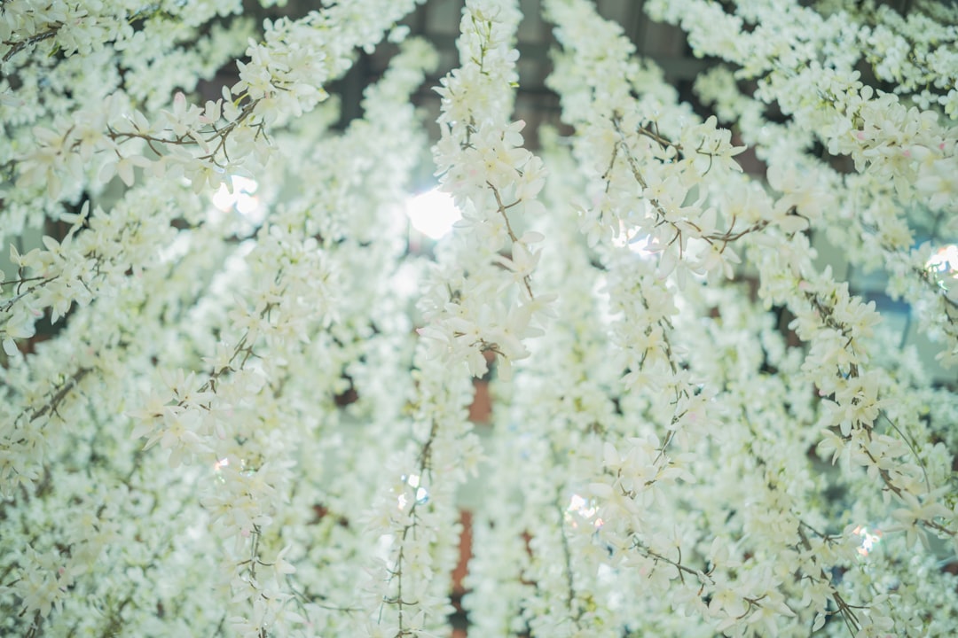 Fir Clubmoss: A Fascinating Plant
