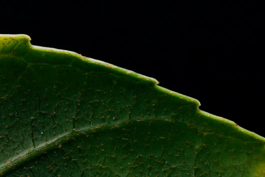 Photo Lycopodium selago