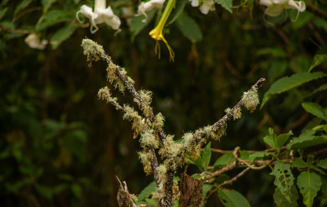Reviving Selaginella stenophylla: The Resilient Plant That Defies Extinction