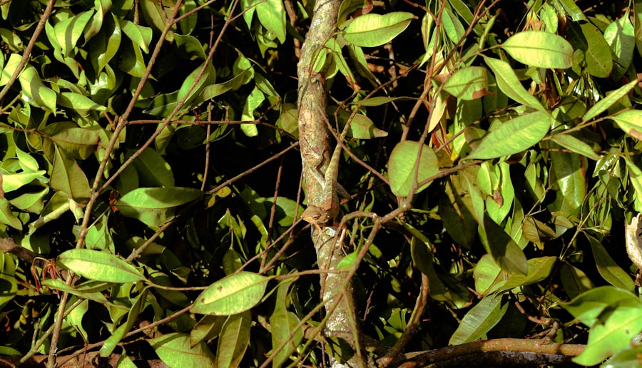 Photo Selaginella stenophylla