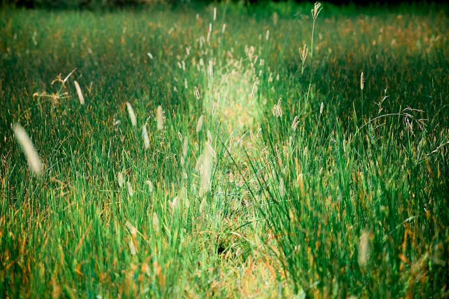 Meadow Horsetail