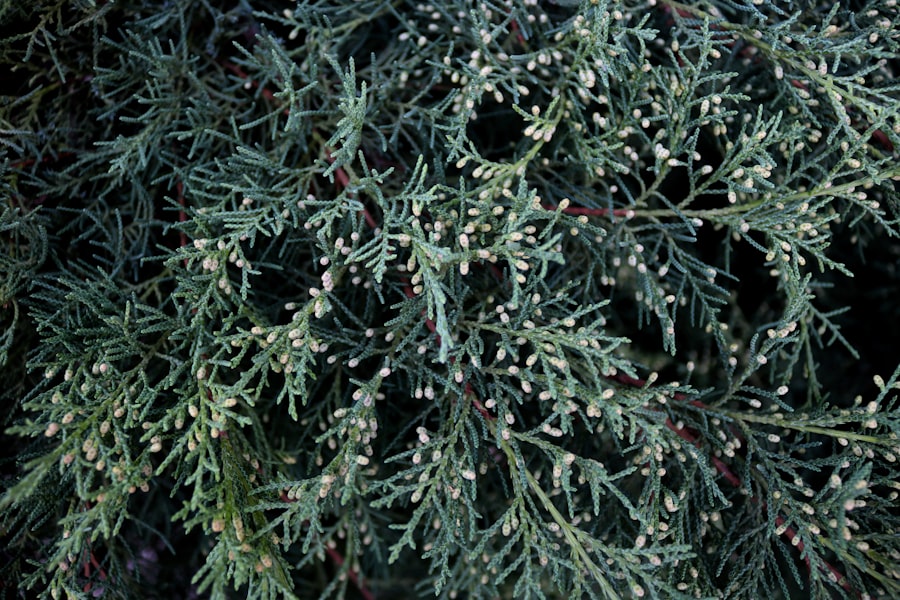 Equisetum sylvaticum