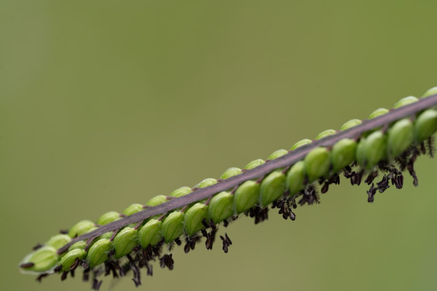 Photo Variegated Horsetail