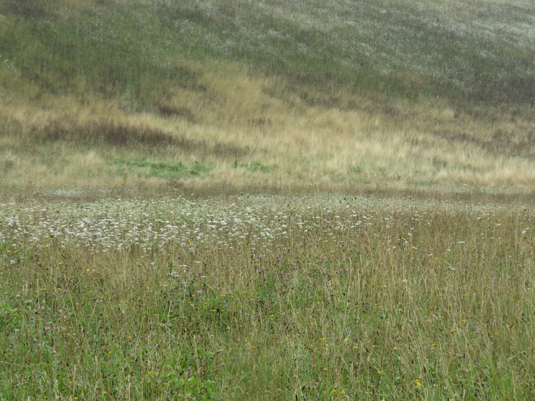 The Benefits of Equisetum pratense (Meadow Horsetail)