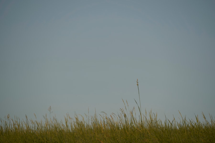 Photo Meadow Horsetail