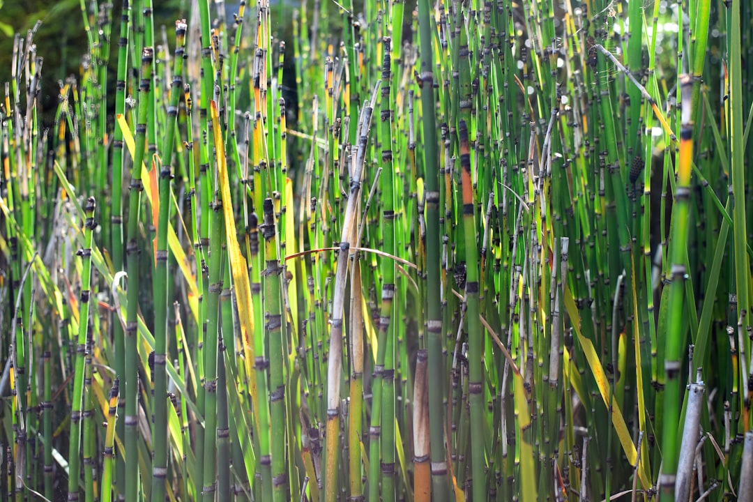Exploring the Benefits of Equisetum arvense