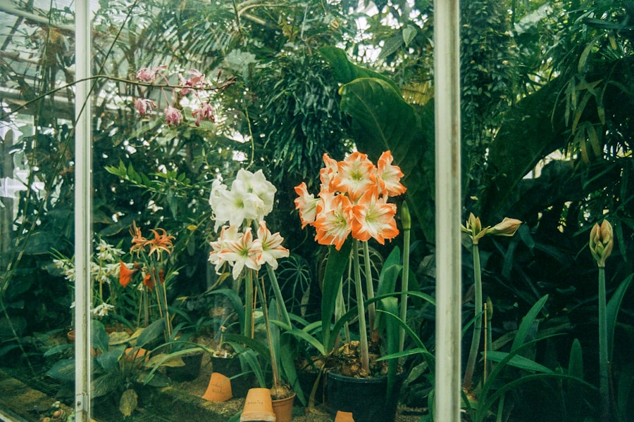 Photo Equisetum bogotense