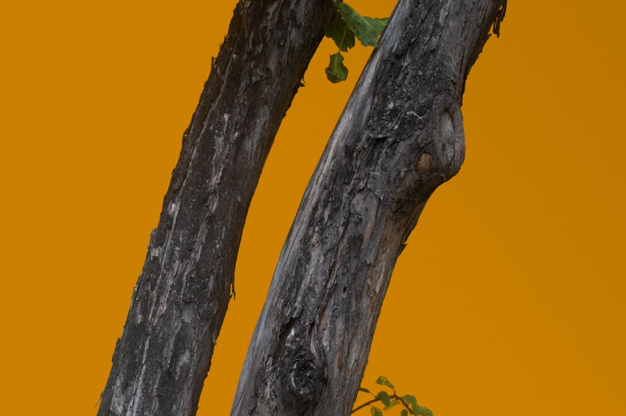 Photo Marsilea crenata