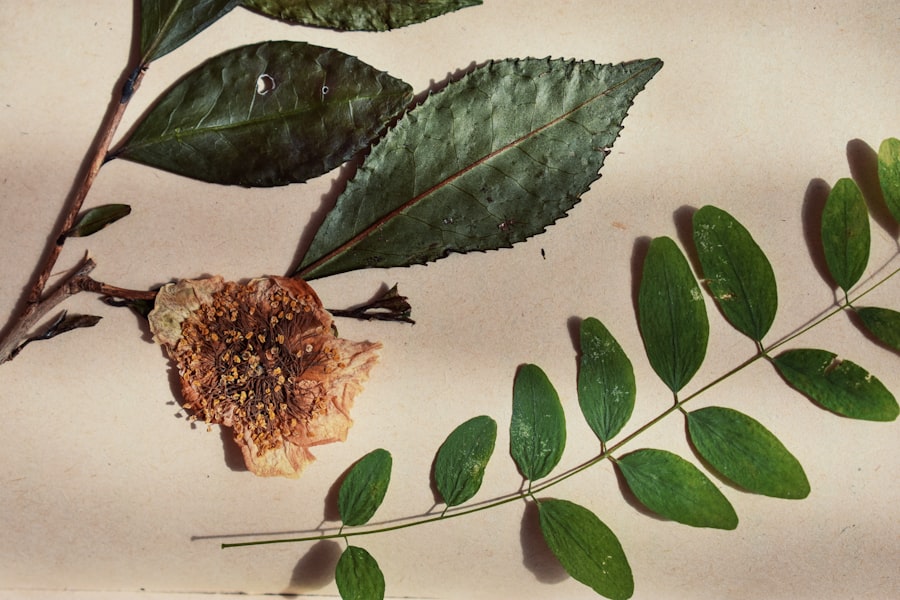 Photo Azolla nilotica