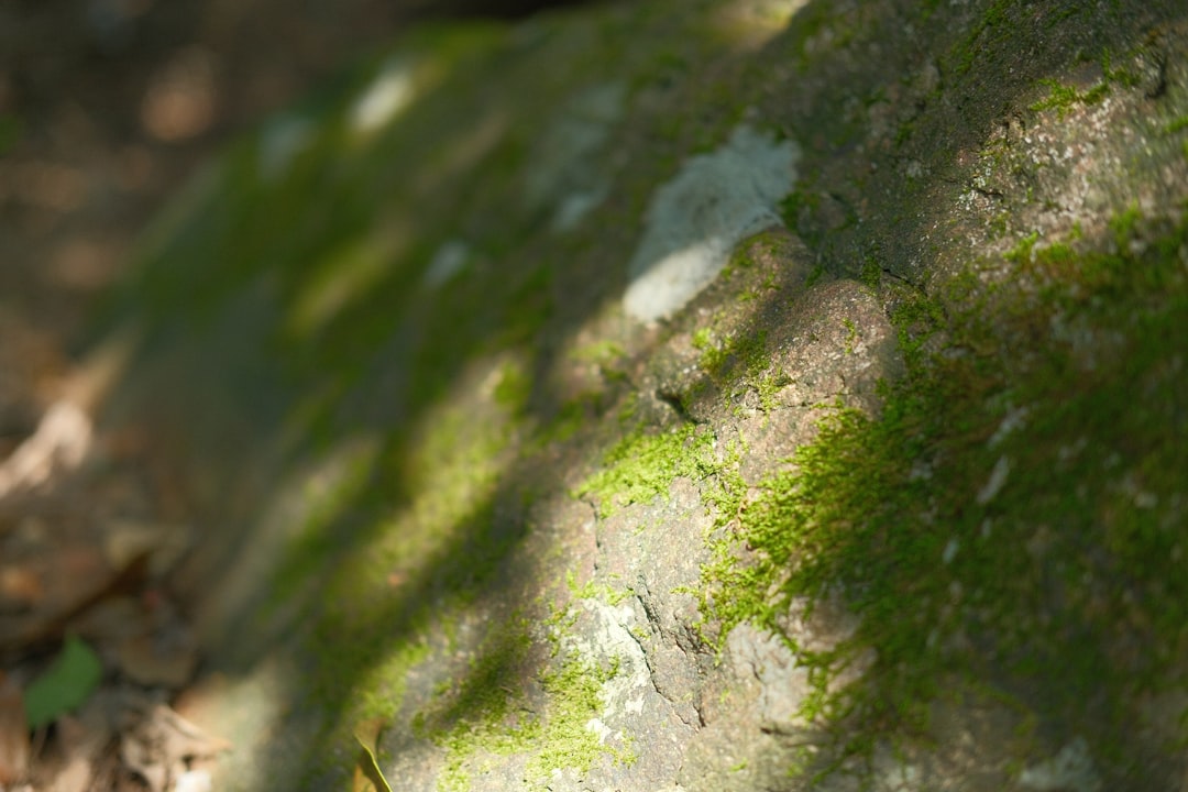 Exploring the Benefits of Salvinia Cucullata